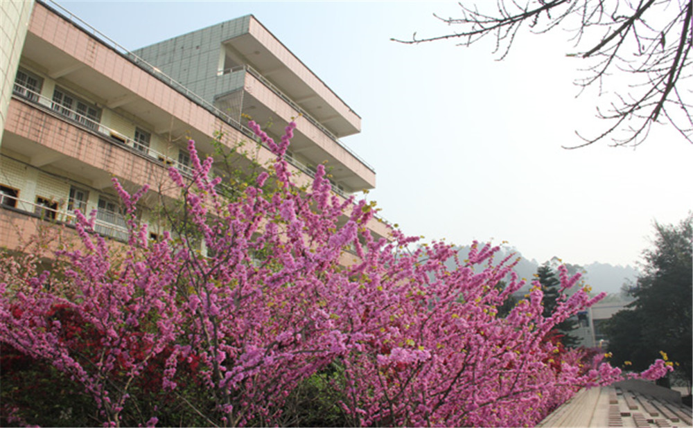 五通橋中學(xué)校園環(huán)境怎么樣？