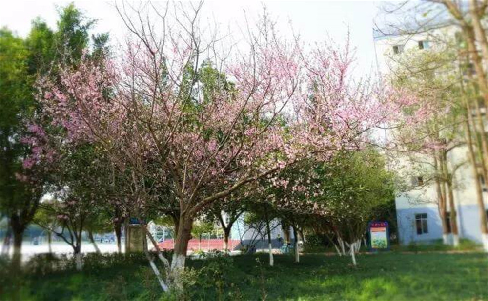 遂寧中學(xué)外國(guó)語(yǔ)實(shí)驗(yàn)學(xué)校2020年的錄取分?jǐn)?shù)公布了嗎？