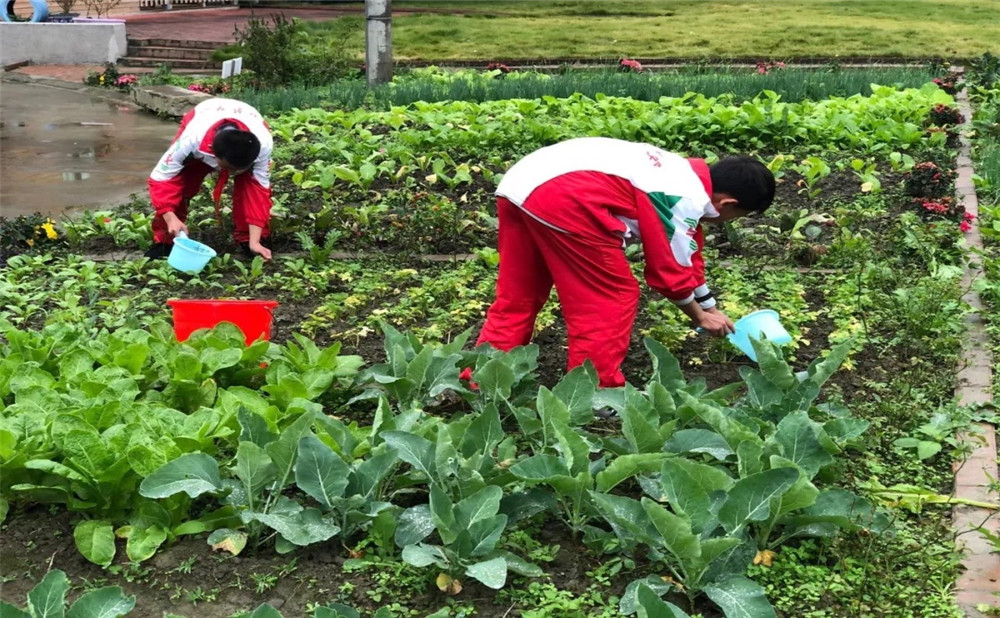 成都樹德中學光華校區(qū)升學率是多少？