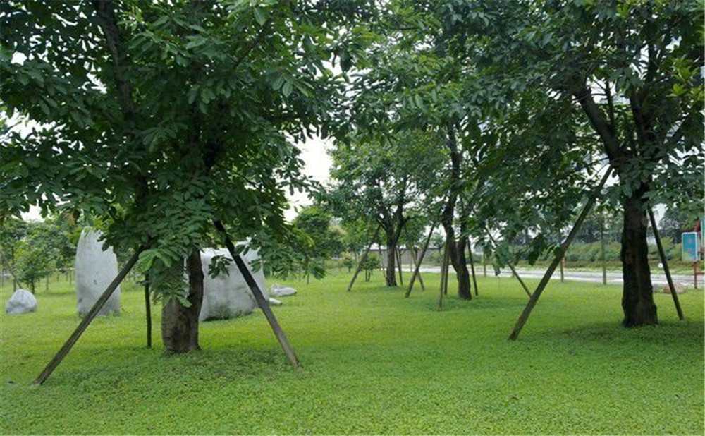 成都市三十八中學(xué)的高考升學(xué)率是多少？